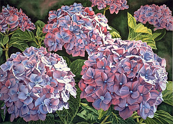 pictures hydrangeas